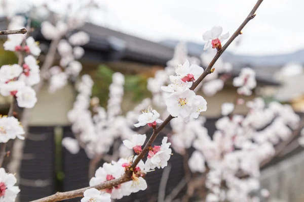 Sakura veya Kiraz Çiçeği veya Japon Kirazı — Stok fotoğraf