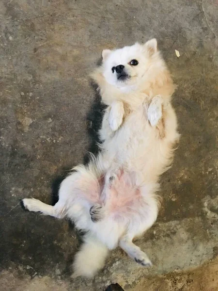 Σκύλος ξαπλωμένος παιχνιδιάρης — Φωτογραφία Αρχείου