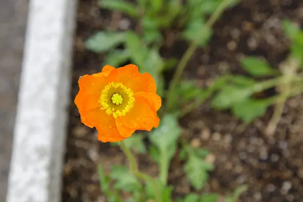 Fleur orange dans le jardin — Photo