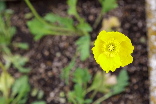 Fleur jaune dans le jardin — Photo