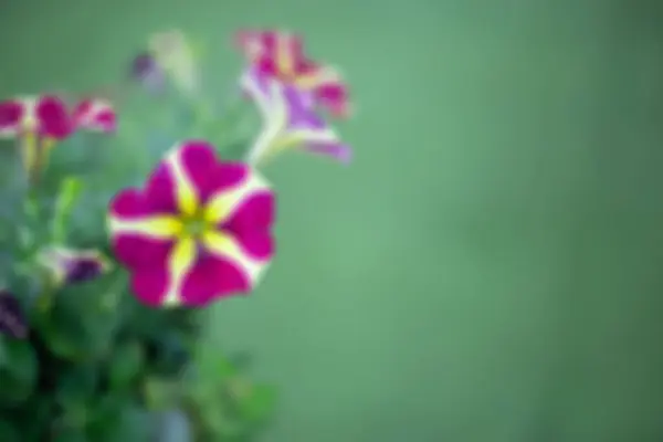 Violet Flower in garden blurred background. — Stock Photo, Image