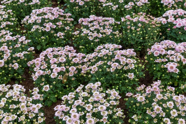 Crisantemo rosa in giardino — Foto Stock