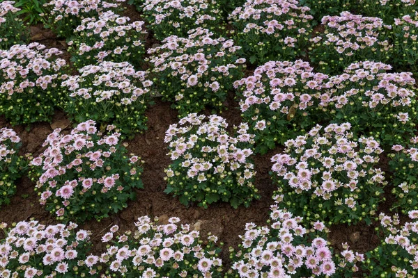 Rosa krysantemum i trädgården — Stockfoto