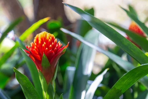 Röd ingefära blomma — Stockfoto