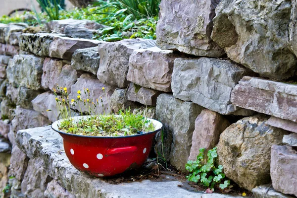 Red dot pot with wild flowers on the stone wall background