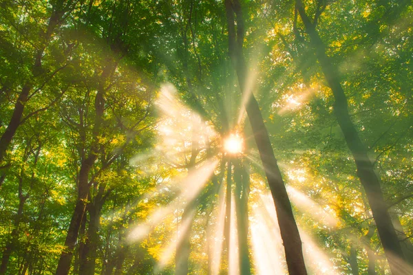 Morning Sun Beams Rainforest Stock Image