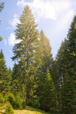 Durmitor Milli parkta çeki düzen vermek