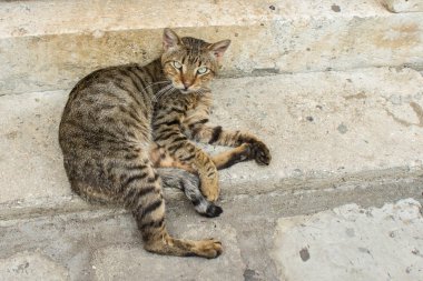 taş basamaklar üzerinde çizgili tekir kedi