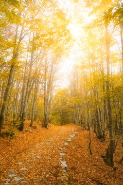 Sonbahar. Güzel sonbahar orman. Sonbahar sahne. Güzellik doğa sahne. Sonbahar Ağaç ve yaprak. Güneş ışınları ormanda