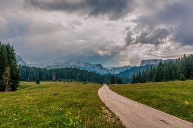 Alpine meadows yolda. Çam ormanı. Yüksek dağlar.