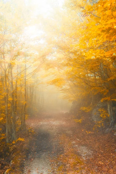 Autumn. Beautiful Autumnal forest. Fall scene. Beauty nature scene. Autumn Trees and Leaves. Foggy forest in Sunlight Rays