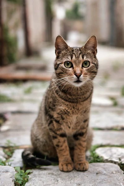 Şirin Tatlı Çizgili Kedi Stok Fotoğraf