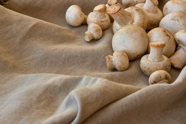 Bir gri kumaş üzerine champignon mantar