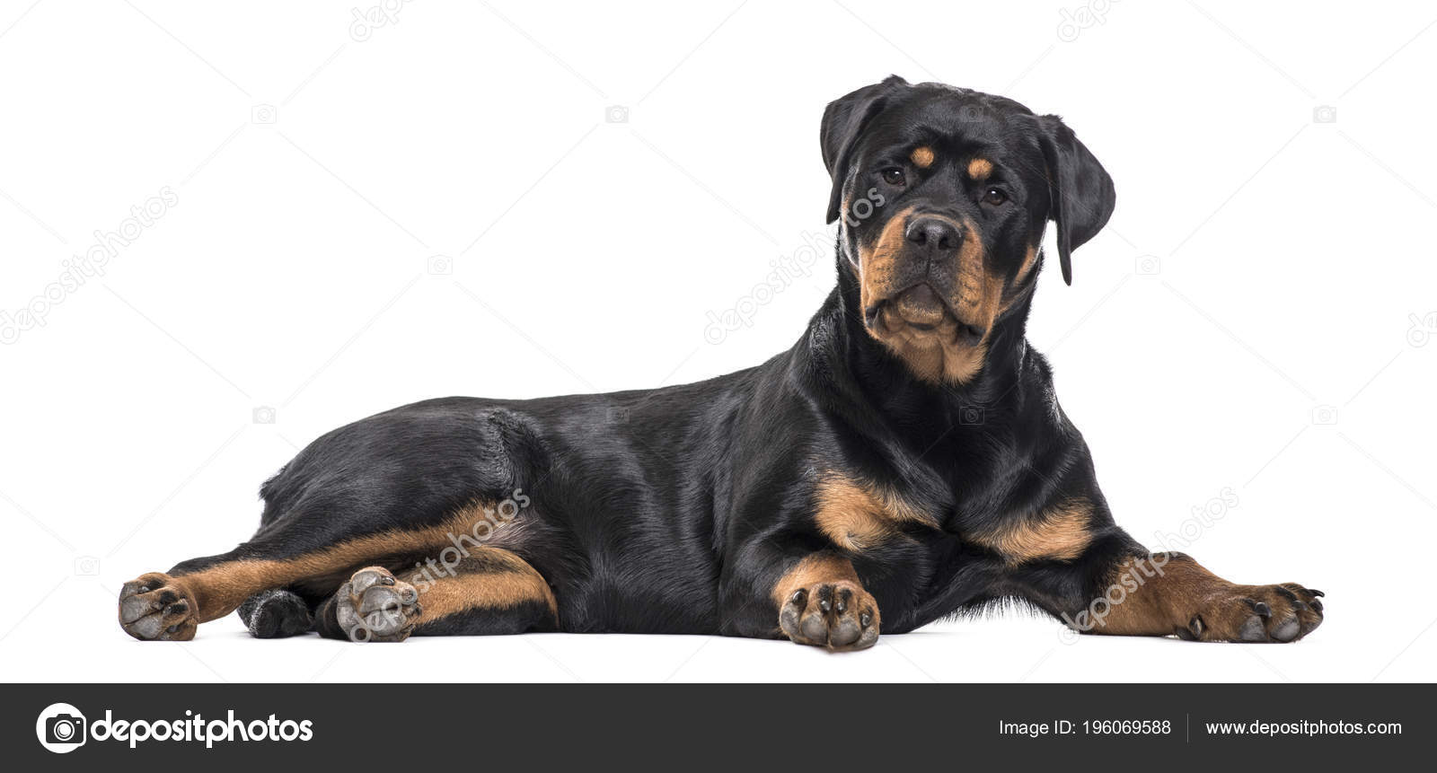 Rottweiler Golden Retriever Mix Facts, image size:1600x861