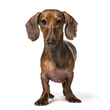 Dachshund Köpek, 2,5 yıl yaşlı, beyaz arka planı ayakta
