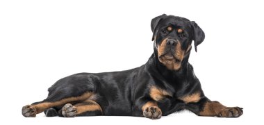 Rottweiler köpek beyaz arka planı yalan