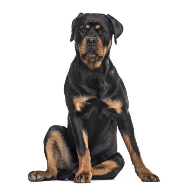 Beyaz arka plan üzerinde oturan rottweiler köpek