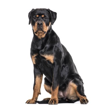 Beyaz arka plan üzerinde oturan rottweiler köpek