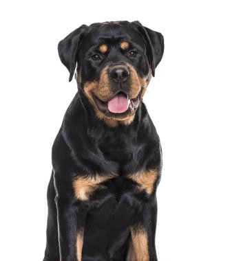Nefes nefese oturan beyaz bir arka plana dayanır rottweiler köpek