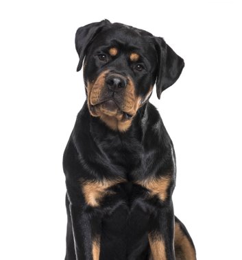 Beyaz arka plan üzerinde oturan rottweiler köpek