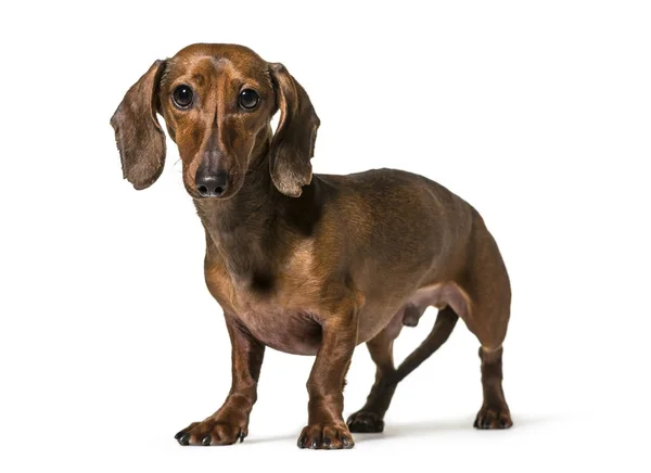 Perro Salchicha Años Pie Sobre Fondo Blanco — Foto de Stock