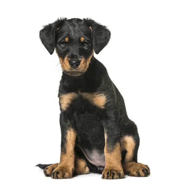 Mixed Breed Dog Months Old Sitting White Background — Stock Photo, Image