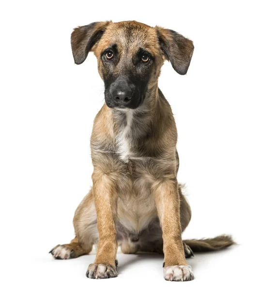Mischlingshund Monate Alt Sitzt Vor Weißem Hintergrund — Stockfoto