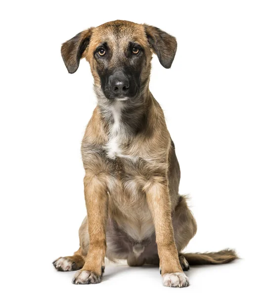 Mischlingshund Monate Alt Sitzt Vor Weißem Hintergrund — Stockfoto