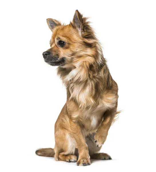 Chihuahua Köpek Yaşında Beyaz Arka Planı Oturan — Stok fotoğraf