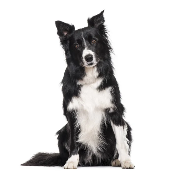 Border Collie Hond Zit Tegen Witte Achtergrond — Stockfoto