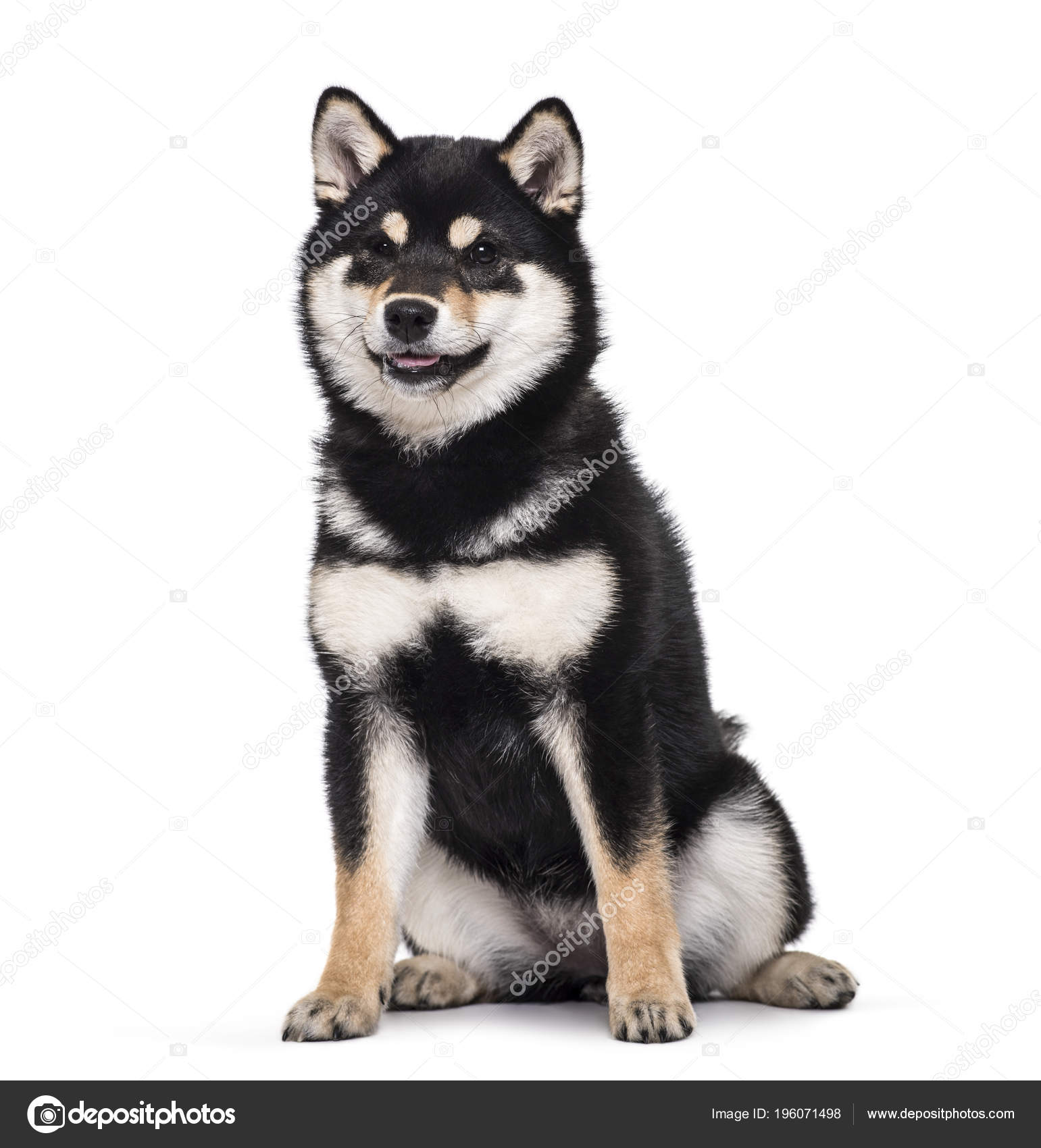 柴犬写真素材 ロイヤリティフリー柴犬画像 Depositphotos