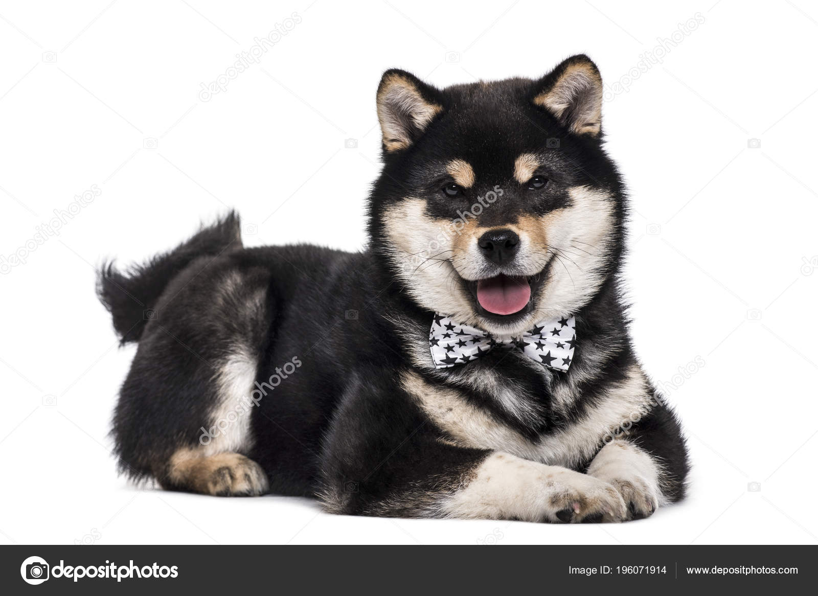 柴犬写真素材 ロイヤリティフリー柴犬画像 Depositphotos 柴犬写真素材 ロイヤリティフリー柴犬画像 Depositphotos