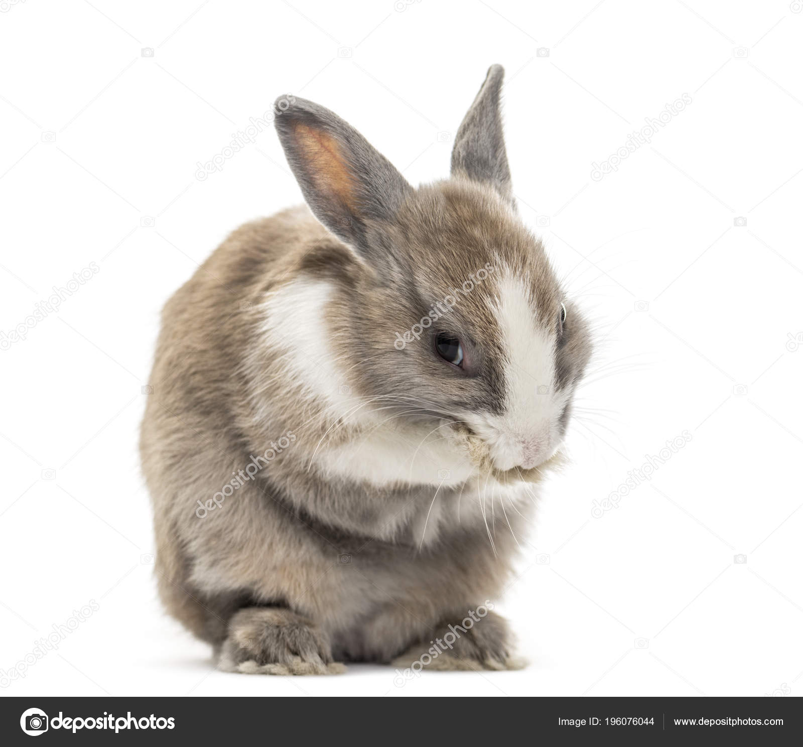 Rabbit Months Old Cleaning Paws Sitting White Background Stock Photo by ...