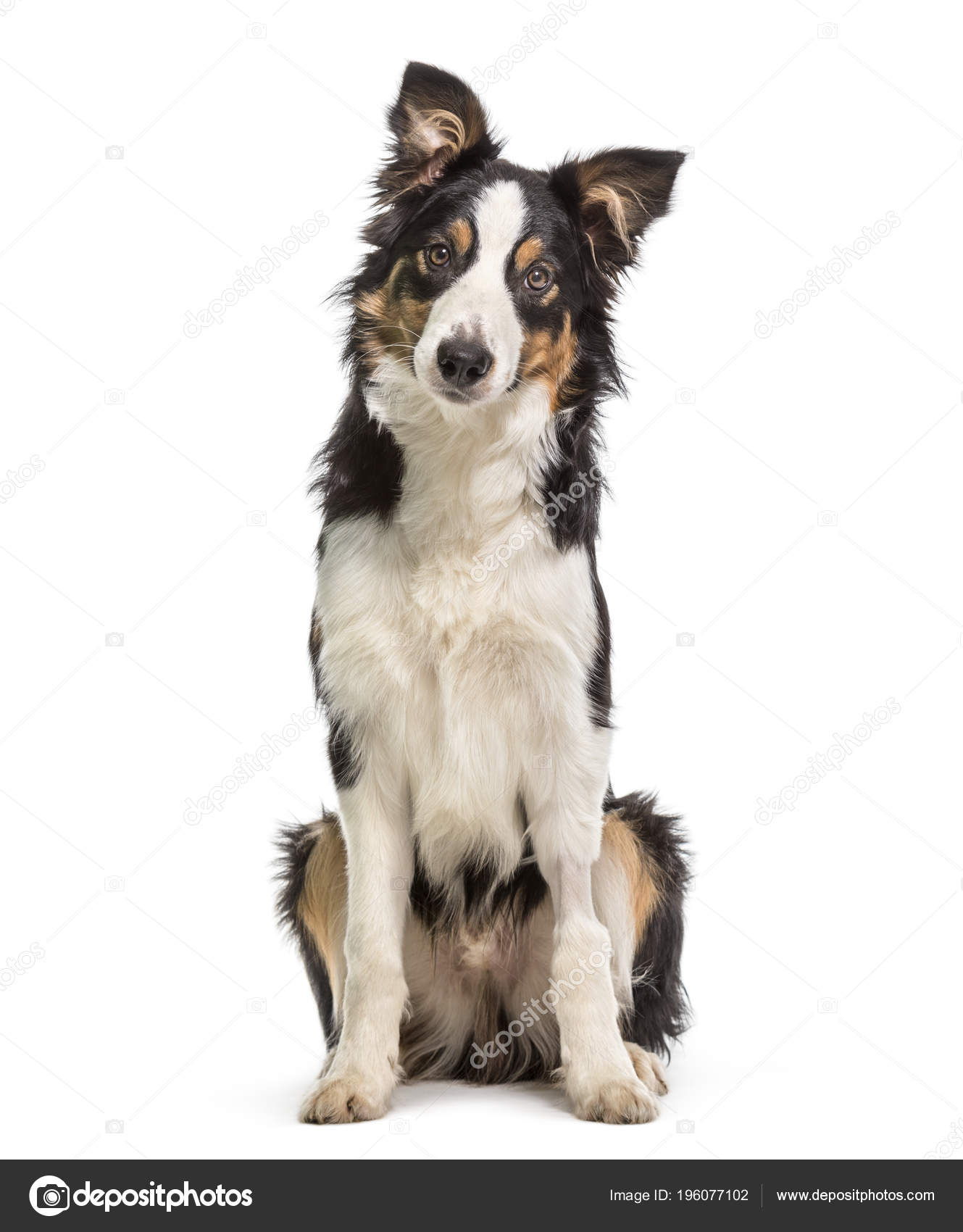 ボーダー コリー犬 白い背景に座って ストック写真 C Lifeonwhite