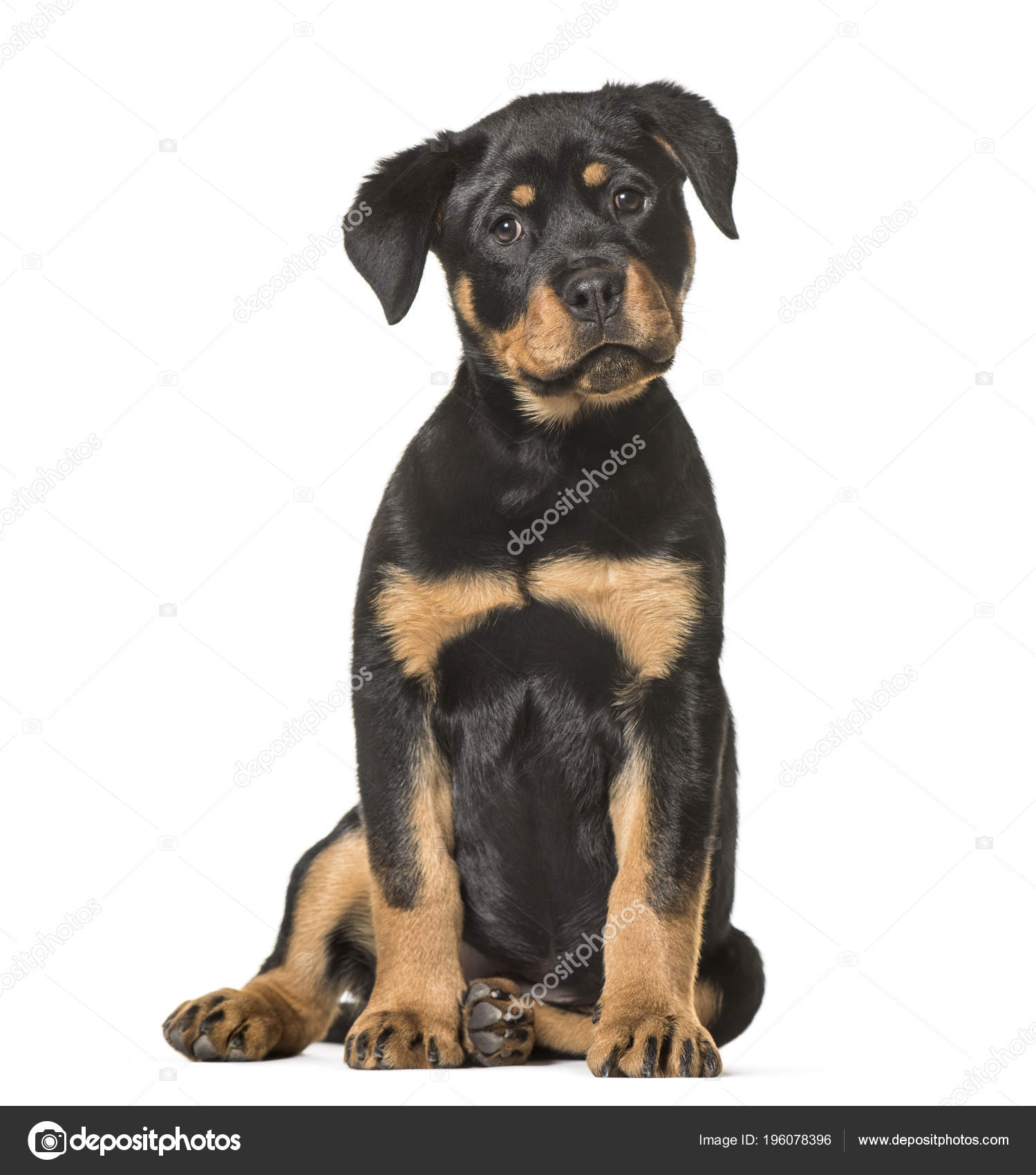 Week Old Rottweiler Puppy Month Old Week Old Rottweiler Puppies