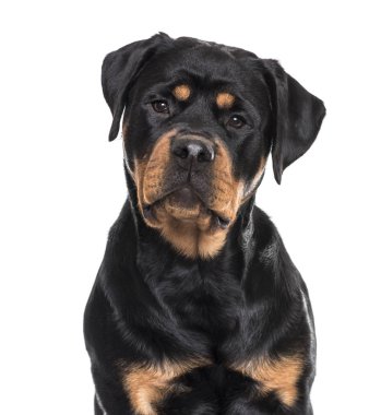 Beyaz arka plan üzerinde oturan rottweiler köpek