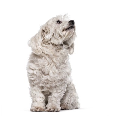 Beyaz arka plan üzerinde oturan Malta köpeği