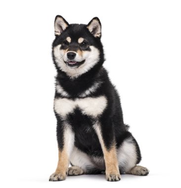 Shiba Inu köpek yavrusu, 4.5 ay yaşlı, beyaz arka planı oturan