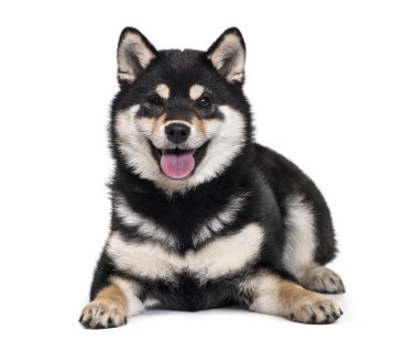 Shiba Inu köpek, 4.5 ay yaşlı, beyaz arka planı yalan