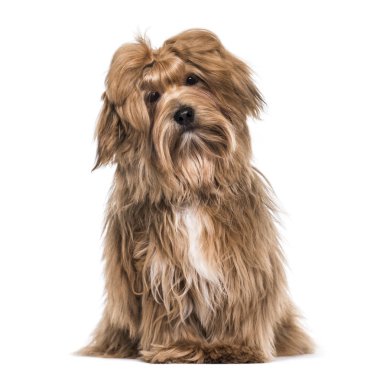 Havanese köpek, 8 ay yaşlı, beyaz arka planı oturan