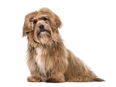 Havanese köpek, 8 ay yaşlı, beyaz arka planı oturan