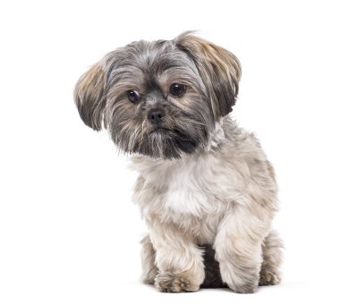 Karışık-breed köpek, 10 ay yaşlı, beyaz arka planı oturan