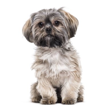 Karışık-breed köpek, 10 ay yaşlı, beyaz arka planı oturan