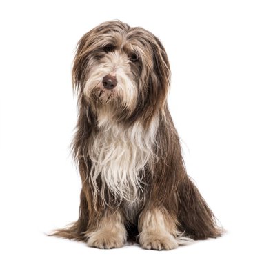 Beyaz arka plan üzerinde oturmuş sakallı kömür ocağı köpek