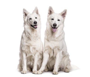 Beyaz arka plan üzerinde oturan İsviçre beyaz çoban köpekleri