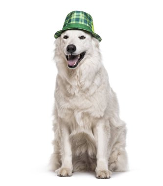 İsviçre beyaz çoban köpeği, 4 yaşında, beyaz arka planı oturan yeşil tartan şapkalı