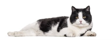 Karışık-breed kedi beyaz arka planı yalan