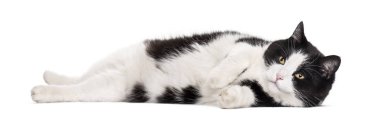 Karışık-breed kedi beyaz arka planı yalan