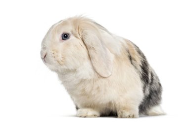 Lop Rabbit , 1 year old, sitting against white background clipart