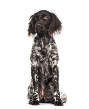 Munsterlander köpek, 9 ay yaşlı, beyaz arka planı oturan
